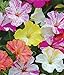 (A4)~"BROKEN MIX" 4 O'CLOCK~Seeds!!!~~~~~Full & Fragrant!
