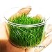 Greenpro Dwarf Hairgrass Live Aquarium Plants Tissue Culture Cup Freshwater Fish Tank Decorations