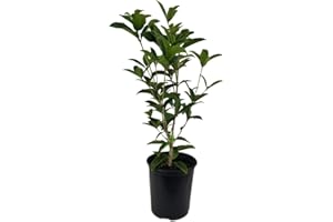 NEW LIFE NURSERY & GARDEN Fragrant Tea Olive ( osmanthus fragrans ) - Trade Gallon