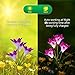 Outdoor Solar Garden Stake Lights - Premium 2 Pack Solar Powered Lights with 8 Lily Flowers, Multi-Color Changing LED Solar Decorative Lights for Garden, Patio, Backyard Decorations (Purple and White)
