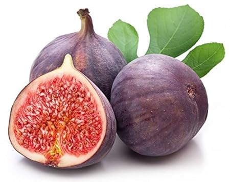 Creative Farmer Common Fig Fruit Seeds (Pack of 20)