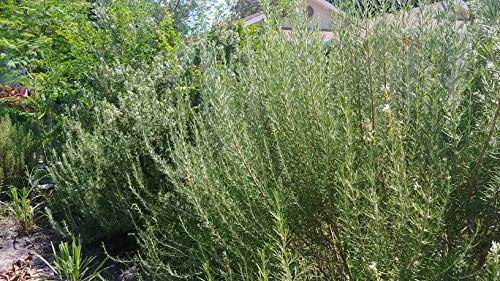 3 Fresh+Rosemary+Sprigs+Branches+Weddings