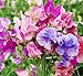 David's Garden Seeds Flower Sweet Pea Streamer Mix SV219SWP (Multi) 50 Open Pollinated Seeds