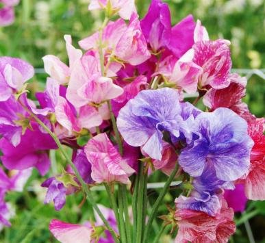 David's Garden Seeds Flower Sweet Pea Streamer Mix D219SWP (Multi) 50 Open Pollinated Seeds David's Garden Seeds Flower Sweet Pea Streamer Mix D219SWP (Multi) 50 Open Pollinated Seeds