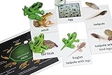 Montessori Frog Life Cycle Animal Match Cards and Figurines. Nomenclature Science Work Teaching