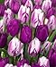 Lavender Dream Tulip Seeds 30+ Seeds Upc 643451295351