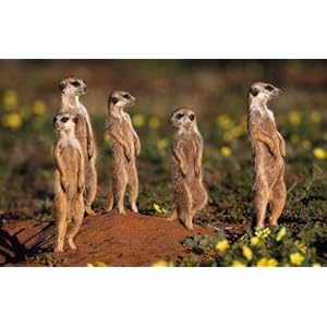 South Africa (German and English Edition)