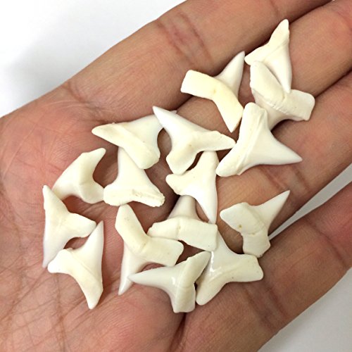 PEPPERLONELY 20 PC Mako Shark Teeth for Making Shark Teeth Necklace, Beach Crafts Coastal Décor, 3/4 Inch