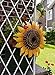 Metal Sunflower Bird House for Outside Hanging Decorative Hand-Painted Birdhouse Yard Garden Decor 12