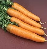 Pelleted Seeds Carrot Napoli D209Pse (Orange) 100 Organic Hybrid Seeds by David's Garden Seeds