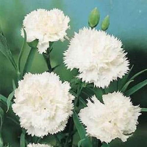 Carnation White Dianthus Grenadin 50 Seeds