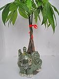 Money Tree Pachira Bonsai Fluffy Elephant Indoor/outdoor 4'' Pot Unique From Jmbamboo