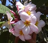 Hawaiian Pink `Akala Plumeria (Frangipani) Plant Cutting....Shipped from Hawaii, this cutting comes from a PEST-FREE certified Hawaiian nursery with the proper U.S. Department of Agriculture stamp.