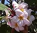 Hawaiian Pink `Akala Plumeria (Frangipani) Plant Cutting....Shipped from Hawaii, this cutting comes from a PEST-FREE certified Hawaiian nursery with the proper U.S. Department of Agriculture stamp.