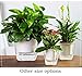 ALIN Flower pots Indoor or Outdoor, Succulent Pots, Self Watering Planter, Self Watering Pot 5