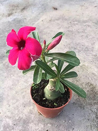 COLIBYOU Desert Rose, Adenium Obesum one Year Plant , Baby Size Bonsai Caudex (1 Rose)