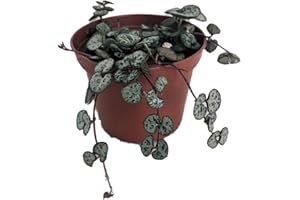 HIRT'S GARDENS String of Hearts - Hearts Entangled -Ceropegia woodii-2.5" Pot-Collector' Series