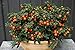 *EXOTIC*rare*PERUVIAN ORANGE PEPPER*7 seeds*SHOWY #1060