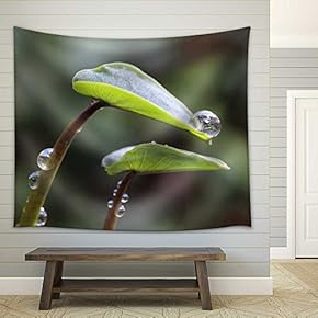 Taro Leaves in The Morning Dew - Fabric Wall Tapestry Home Decor - 51x60 inches