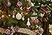 Sea Team 84 Pieces of Assorted Shatterproof Christmas Ball Ornaments Set Seasonal Decorative Hanging Ornament Set with Reusable Hand-held Gift Package for Holiday Xmas Tree Decorations, Red & White
