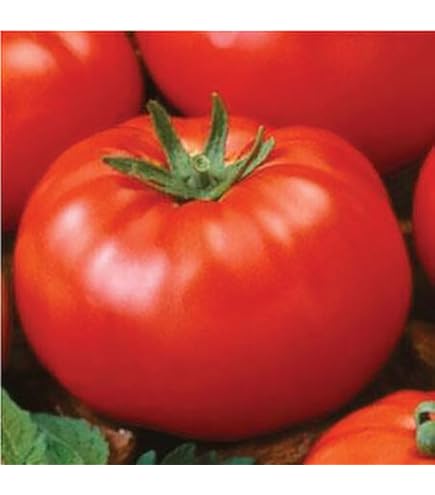 tomato 2651- Kozula 96 / Kozula 96 | Tomatoeden