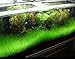 Dwarf Hairgrass Easy Live Aquarium Freshwater Plants Decorations 3 Days Live Guaranteed by Mainam