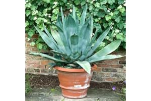 BRIGHTER BLOOMS Blue American Agave - 3 Gallon