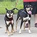 Head Tilt Double Dog Leash, Black, one Size (HT61002B)