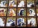 Sixty 3 1/2 inch Pictures, Horses, Wild and Free, Northcott, Laurie Snow Hein, 24 inch Panel