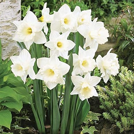 Floriculture Greens Winter Flower Bulbs Daffodil Aromatic Hybrid Flower Bulbs For Home Gardening Mount Hood White Pack Of 2 Bulbs Amazon In Garden Outdoors