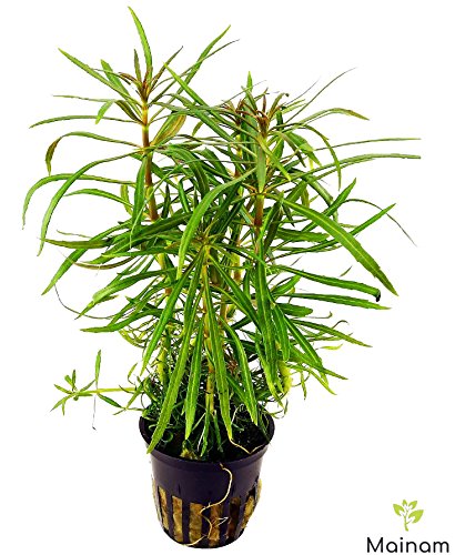Pogostemon Octopus Potted Live Beginner Aquarium Decorations Aquatic Plants Exotic Freshwater For Fish Tank Aquascape by Mainam - Thumbnail 6