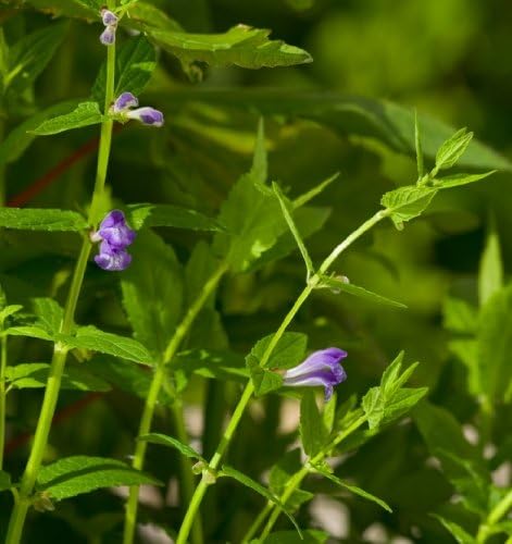 skullcap uk
