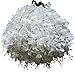 hilingo 50 Pcs Single Artificial Fake Wisteria Vine Ratta Silk Flower for Garden and Home Decor White