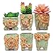 ROSE CREATE 6 Pcs 2.75 Inches Mini Ceramic Succulent Plant Pots (Green)