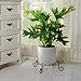 Amagabeli 10 inch Metal Plant Stand Heavy Duty for Outdoor Indoor Plants Wrought Iron Rustproof Iron Flower Potted Pot Planter Holder Rack Short Trivet Floor Garden Containers Display Black hpt001