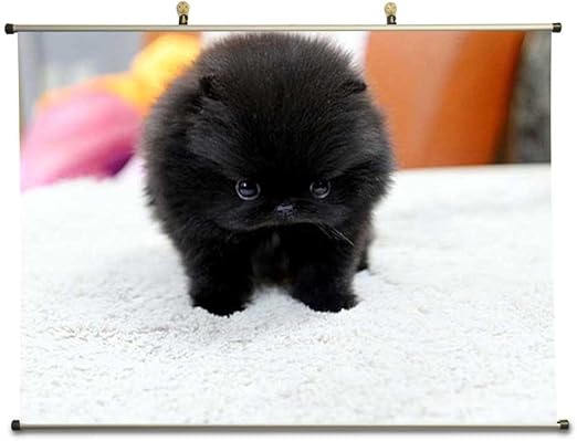pomeranian black dog price
