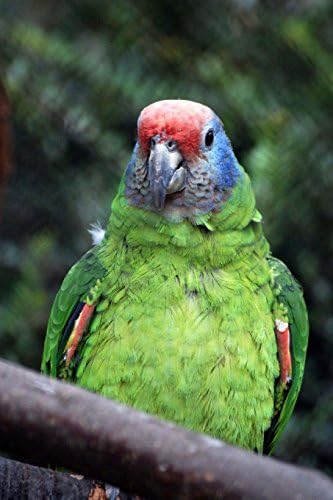 Pretty Bird Parrot Journal