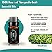 Essential Oils Gift Set Top 6 - 100% Pure & Therapeutic Grade 10ml
