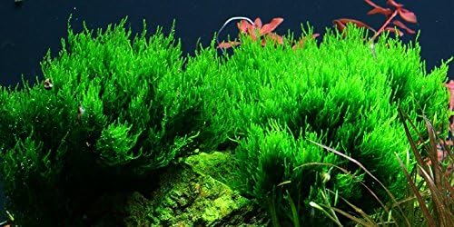 Amazon.com: Flame Moss - Taxiphyllum sp 'Flame' - Portion 4x6 cm Plastic Bag -Live Aquarium Plant: Pet Supplies