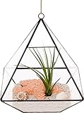 Mindful Design Glass Terrarium - Geometric Diamond Desktop Garden Planter by (Black)