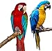 Wallmonkeys FOT-31580110-24 WM192610 Ara Parrots Peel and Stick Wall Decals W x 24 in H, 24