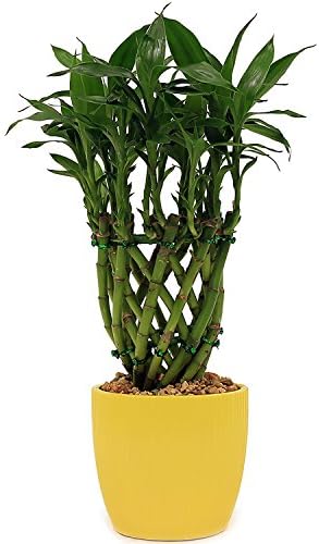 Delray Plants Lucky Bamboo Drum Braid in Ribbed Pot, Buttercup Yellow
