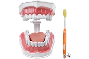 SENLIN DENTAL Teeth Model with Denture Toothbrush, Tooth Brushing Flossing Practice Model Demonstration Removable Lower Teeth for Kids, Dental Students, Educators