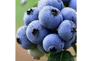20 Pcs Blueberry Seeds- Vaccinium Myrtillus Blueberry (PKD) Seed-Highly Beneficial and Healthy Perennial-F013
