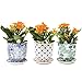 Chive - Liberte, Succulent and Cactus Planter Pot with Drainage Hole and Saucer, Small Porcelain Pot - Bulk 3 Pack Tray and Dish