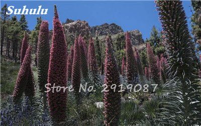 Mixed Echium Vulgare Blumensamen 50 Pc Bonsai Distel Baum Pflanzgut Samen Stauden Blumen Garten Blumensamen Kaufen 5 Amazon De Kuche Haushalt