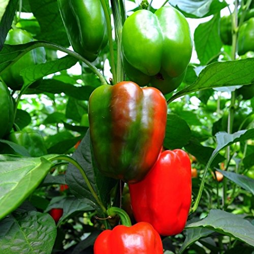 David's Garden Seeds Pepper Bell California Wonder EB322OL (Red) 50 Organic Heirloom Seeds