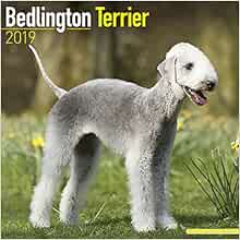 buy bedlington terrier