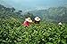 LuxteaÂ Chinese Top10 Famous Tea - Xihu Long Jing / West Lake Dragon Well / Longjing - Grade AAA (Super Grade) by Luxtea