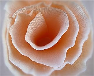 Livro Apostila digital - Flores de Papel